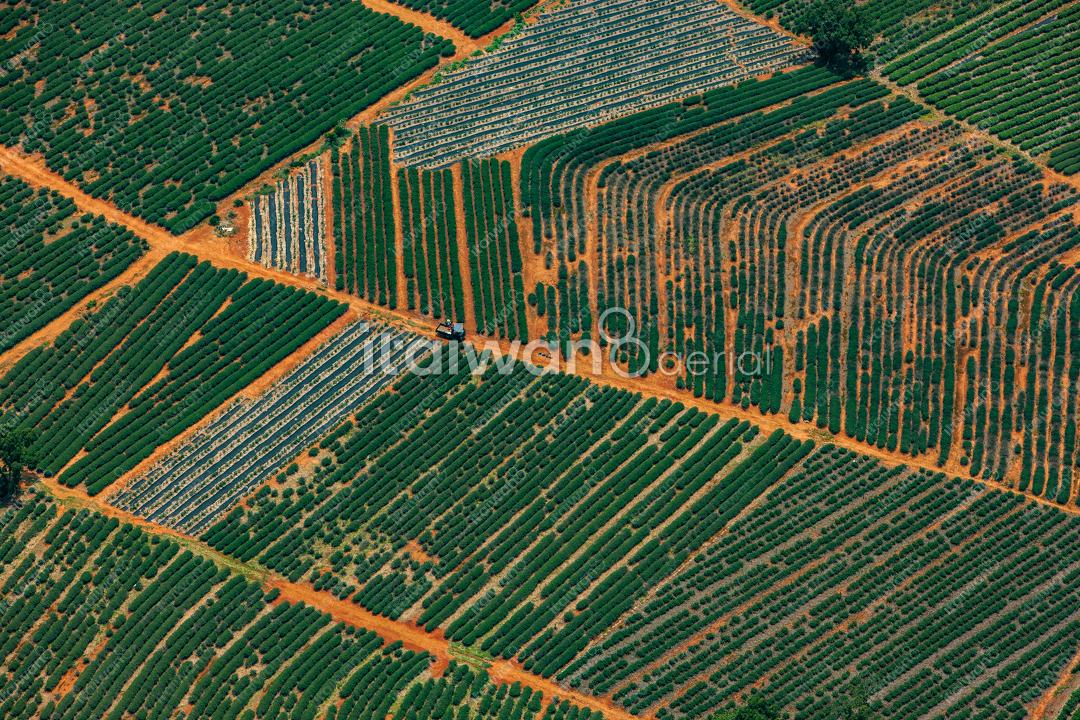 苗栗銅鑼鄉九湖村茶園