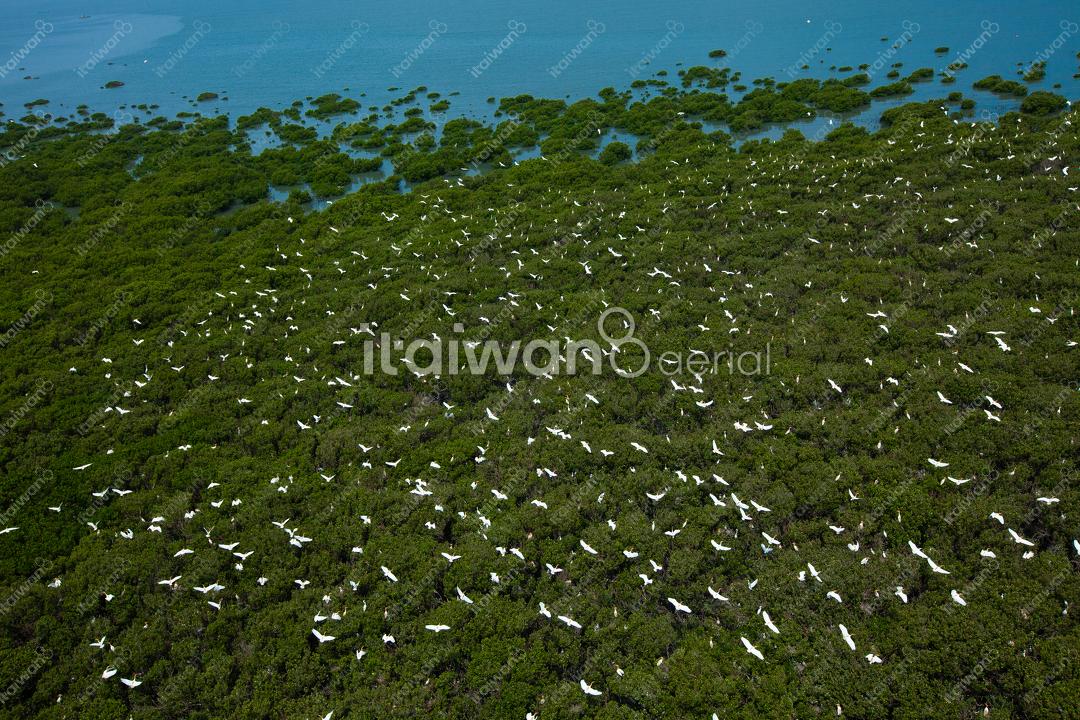 芳苑濕地紅樹林白鷺鷥